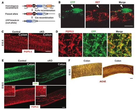 Inactivation Of Ret Depletes Enteric Neurons In The Colon A A Gene