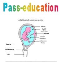 Schéma du foetus dans le ventre Leçon Cm2 Sciences Cycle 3