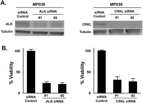 Effect Of ALK And CRKL Knockdown On ALK Positive MP038 Primary NSCLC