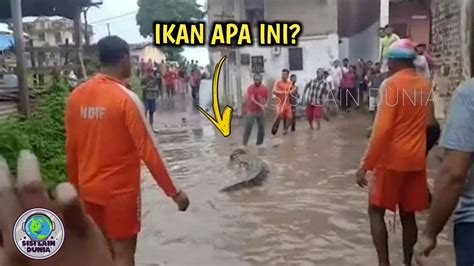 Warga Garut Gempar Pasca Banjir Bandang Muncul Ikan Aneh Sebesar