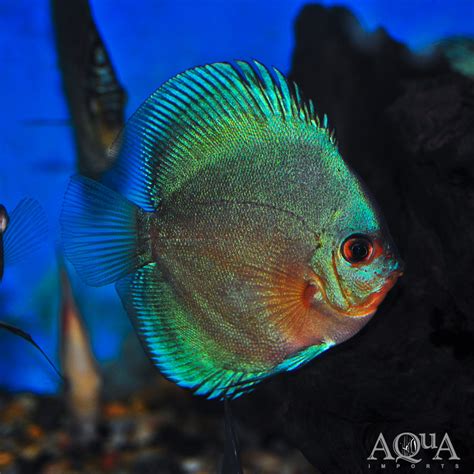 Blue Diamond Discus Symphysodon Discus Aqua Imports