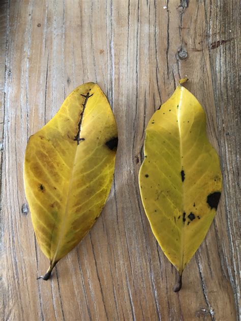 Magnolia Grandiflora Gallissoniensis Leaves Yellowing And Falling Off