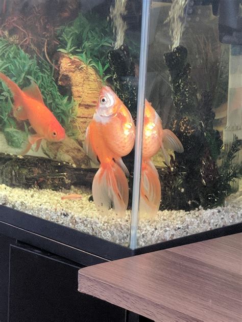 One goldfish does this all the time, is this normal? : r/Goldfish
