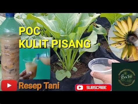 JANGAN DIBUANG Kulit Pisang Bisa Dibuat Pupuk Organik Cair POC