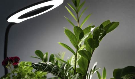 Grow Plants With Artificial Light