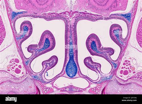 Nasal Cavity Light Micrograph Stock Photo Alamy