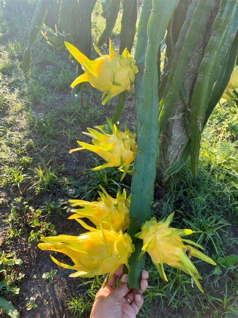 Five Varieties That Showcase Dragon Fruit Diversity Agriculture Monthly