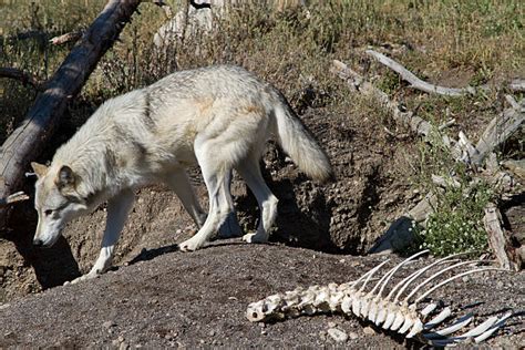 Grey Wolf Eating Stock Photos Pictures And Royalty Free Images Istock