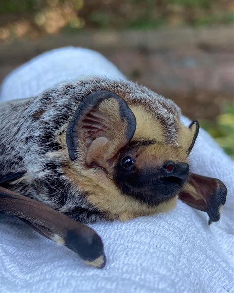 Going Batty for Bats! | Tyler Arboretum