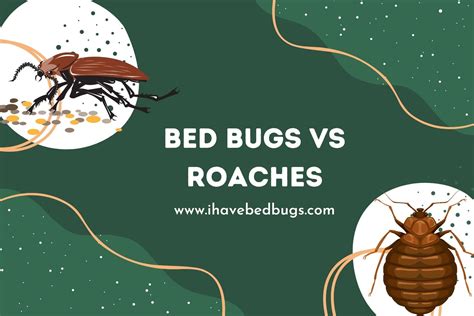 Bed Bugs Vs. Roaches - What's the Difference? - ihavebedbugs.com