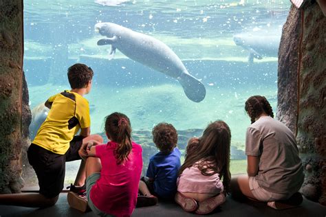 Manatees with children - ZooTampa at Lowry Park