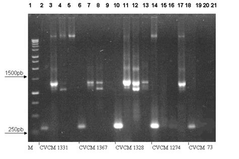 Amplificación Por Pcr De Los Genomovares Iii Cvcm 1331 Y 1367 I