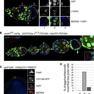 Drosophila Early Oogenesis Each Ovariole Is Made Of A Chain Of