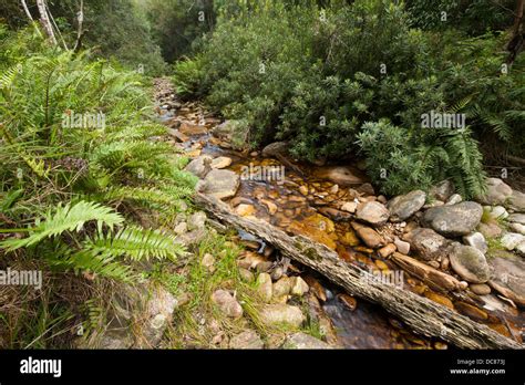 Stream in Knysna Forest, Knysna, Western Cape, South Africa Stock Photo - Alamy