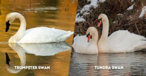 Trumpeter Swan Vs Tundra Swan What Are The Differences The Worlds