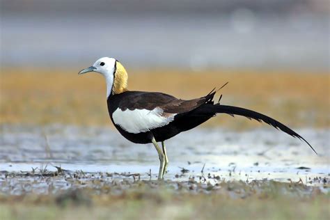 The Pheasant Tailed Jacana Hydrophasianus Chirurgus Pheasant