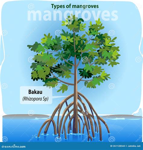 Bakau Or Rhizopora Stock Vector Illustration Of Rhizophora