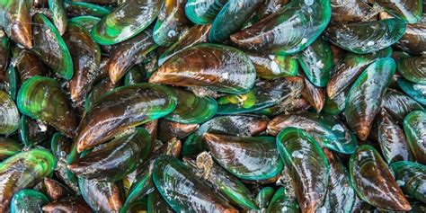 Manfaat Kerang Hijau Bagi Ekosistem Pantai