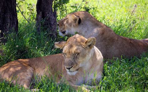 12 Days Kenya Safari Holiday Kenya Safari And Beach Holidays