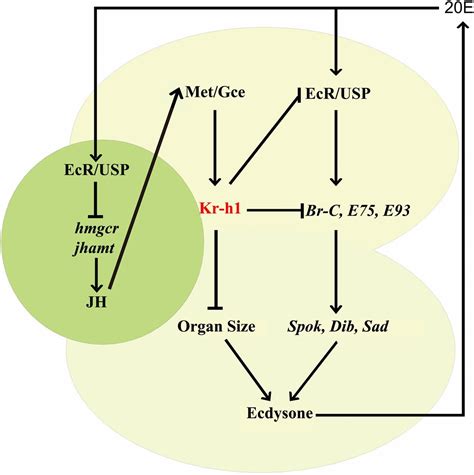 Antagonistic Actions Of Juvenile Hormone And Hydroxyecdysone Within