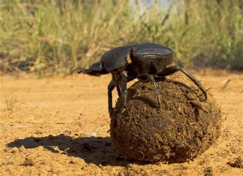 Dung Beetles Use Cues In The Night Sky To Roll Balls Of Poop In