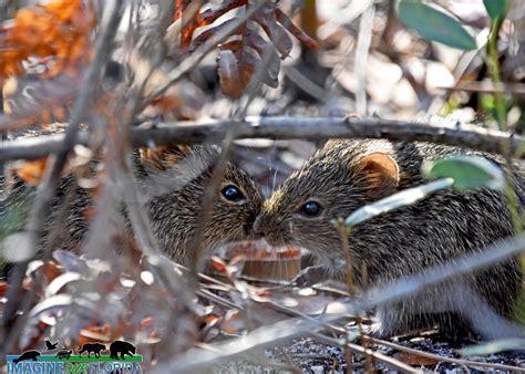 Hispid Cotton Rat Imagine Our Florida Inc