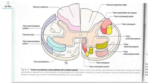 Fascículos y tractos T1 Flashcards Quizlet