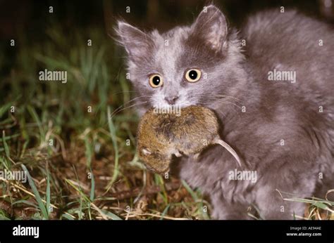 cat  mouse stock photo alamy