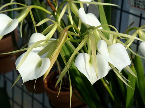 Brassavola Nodosa L Lindley