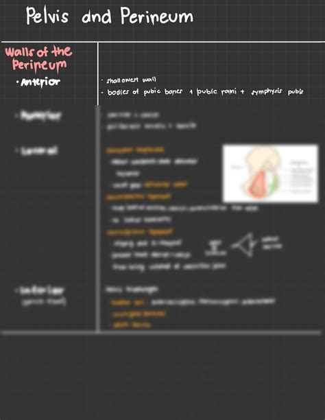 SOLUTION Anatomy Pelvis And Perineum Studypool