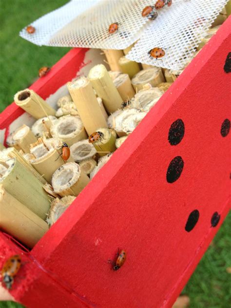 How To Make A House For A Ladybug