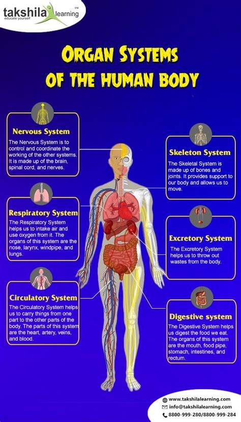 Class 3 Science Organ Systems Of Our Body CBSE NCERT Solution