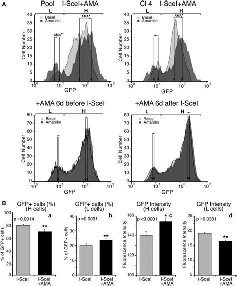 Synchronization Of Transcription By α Amanitin During Repair Amplifies