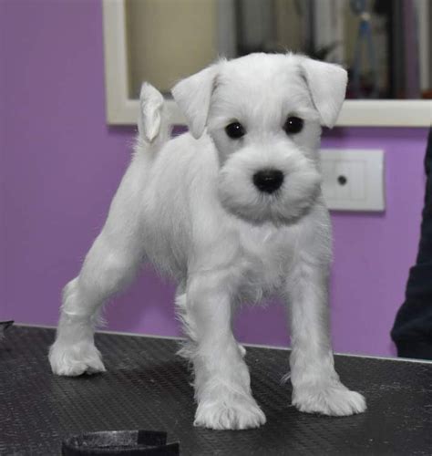 50 Off Schnauser Puppies For Sale Miniature Schnauzer For Sale