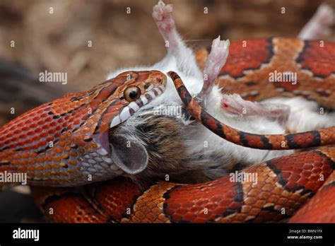 Corn Snake Pantherophis Guttatus Captive Swallowing A Mouse