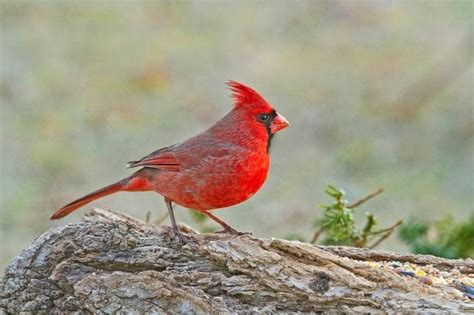 TS Celebrating Nature S Masterpiece The Magnificent Northern Cardinal