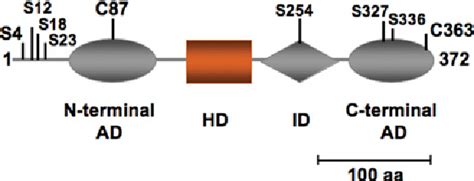 Thyroid Transcription Factor 1 TTF 1 Nkx2 1 TITF1 Gene Regulation In