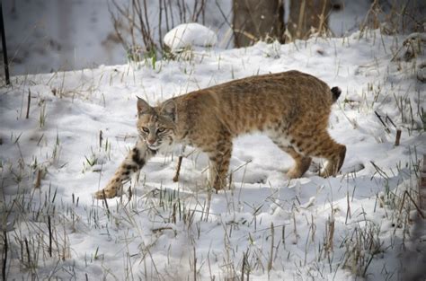 Colorado Wildlife Species Cat