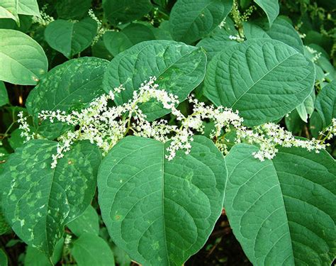 Japanese Knotweed Leaves And Flowers