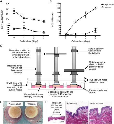 Survival Of Porcine Skin In Ex Vivo Model A The Number Of