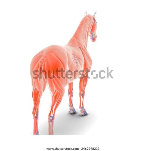 Anatomy Horse Body Muscles System Anatomy Stock Illustration 2462998233 | Shutterstock