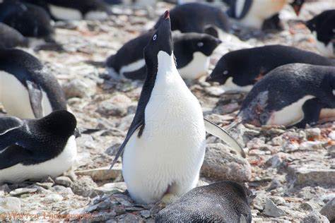 Adelie Penguin Displaying On Its Nest Photo WP14474