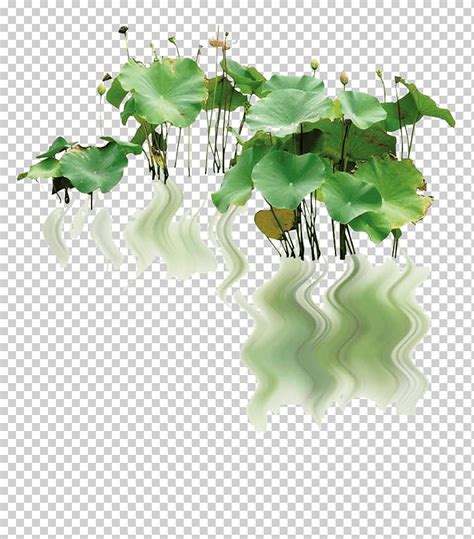 Descarga gratis Nelumbo nucifera paisaje pigmeo nenúfar reflexión