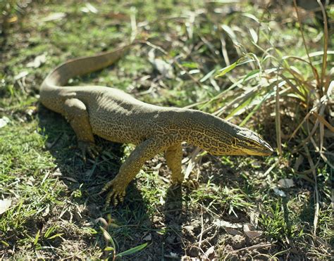 Perentie Monitor Lizard Warralka Valley Arnhem Land Kakadu National