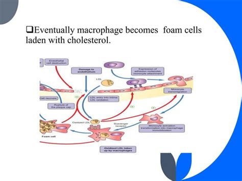 Pathophysiology Of Atherosclerosis Pptx