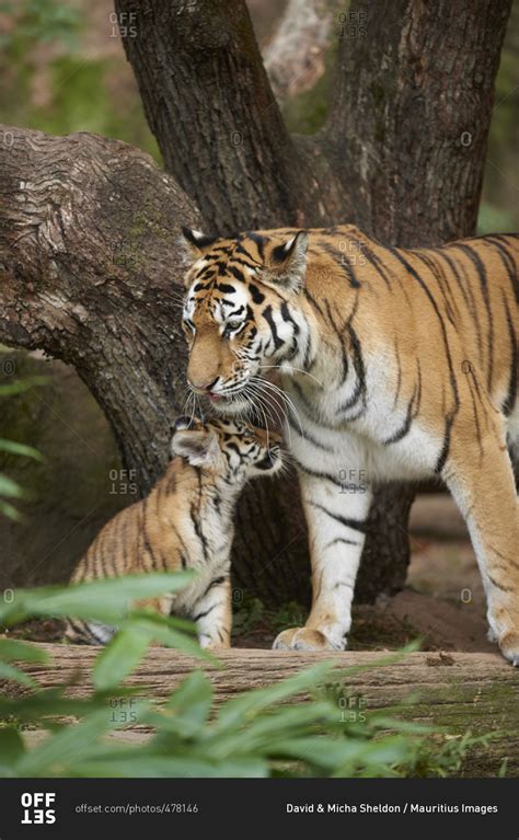 Siberian tiger mother and cub stock photo - OFFSET