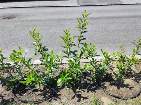 Cherry laurel pruning : r/gardening