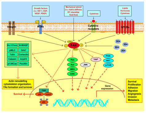 Cancers Free Full Text Focal Adhesion Kinase Fine Tunes Multifaced