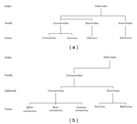 Current Taxonomic Organization Of The Nidovirales And Of The