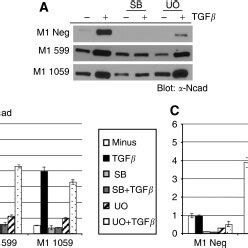 Inhibition Of Tgf Or Mapk Signalling Abrogates Tgf Mediated Emt A